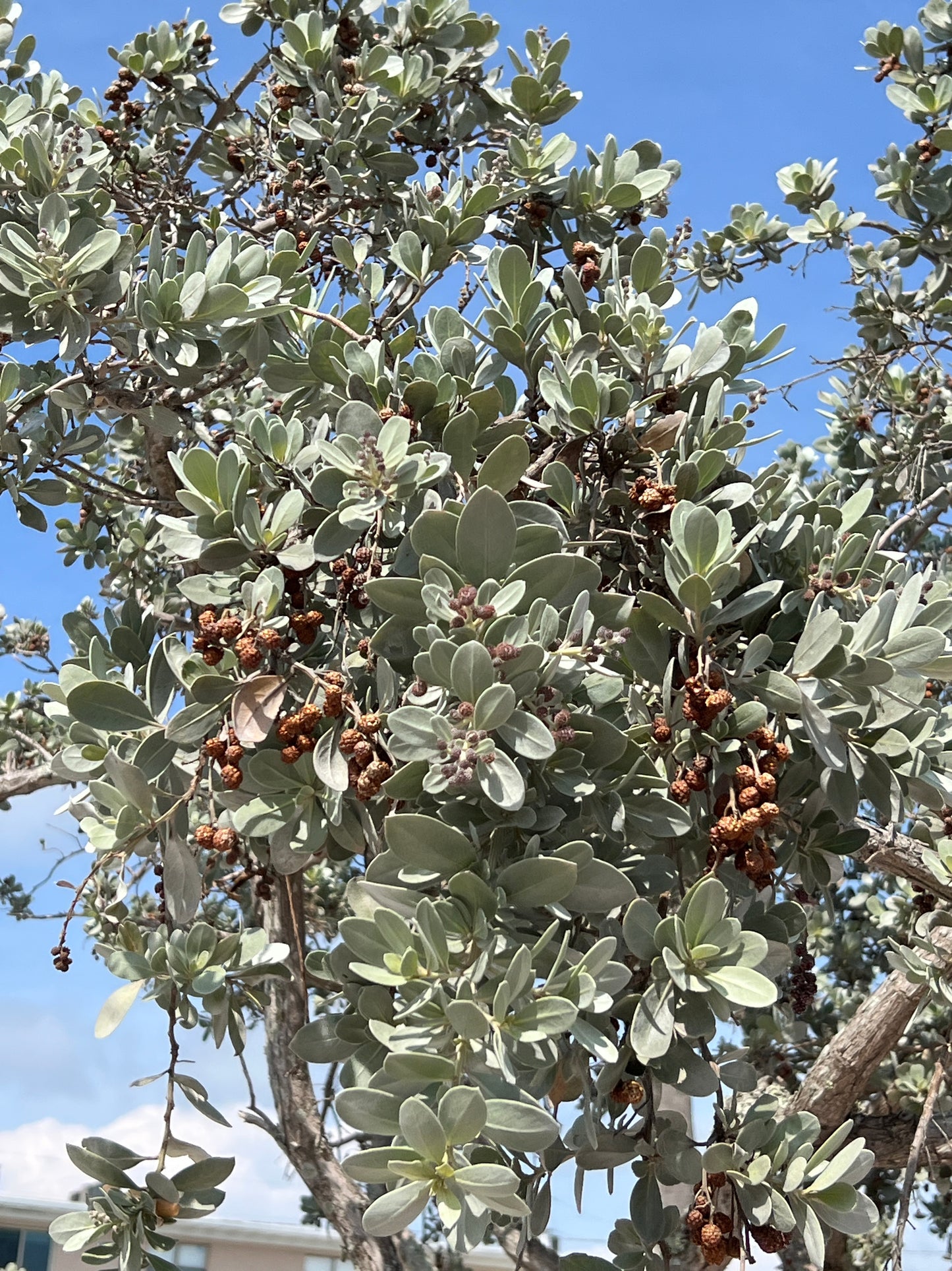 Silver Buttonwood 100 Seeds  Conocarpus erectus