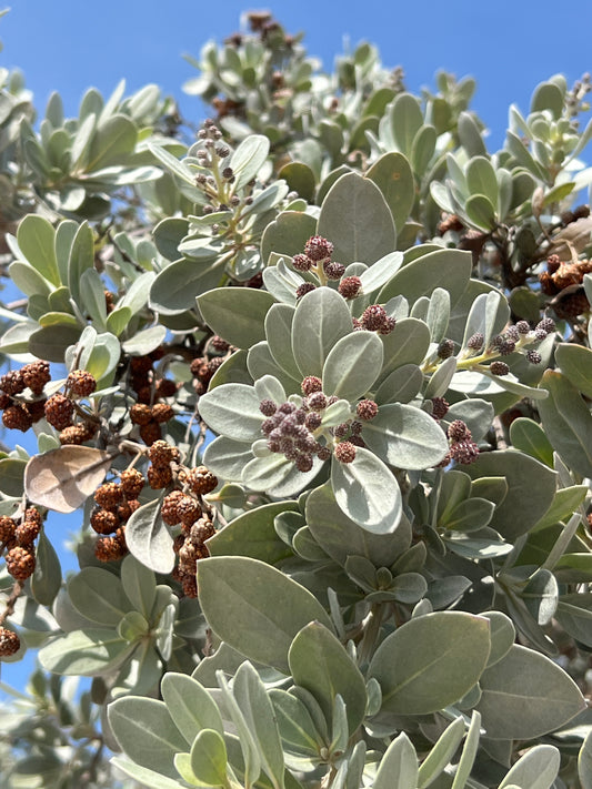 Silver Buttonwood   100 Seeds   Conocarpus erectus
