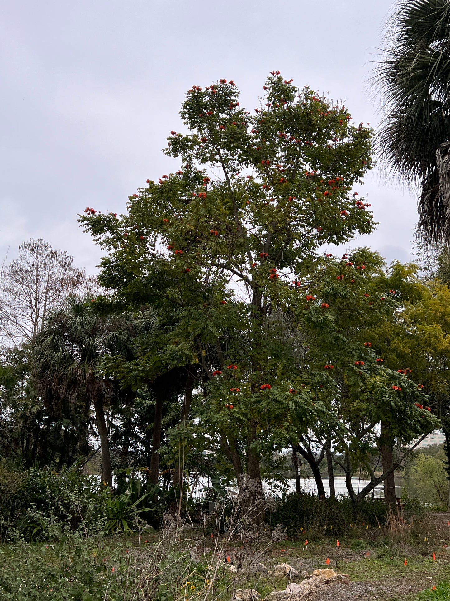African Tulip Tree  20 Seeds  Spathodea campanulata