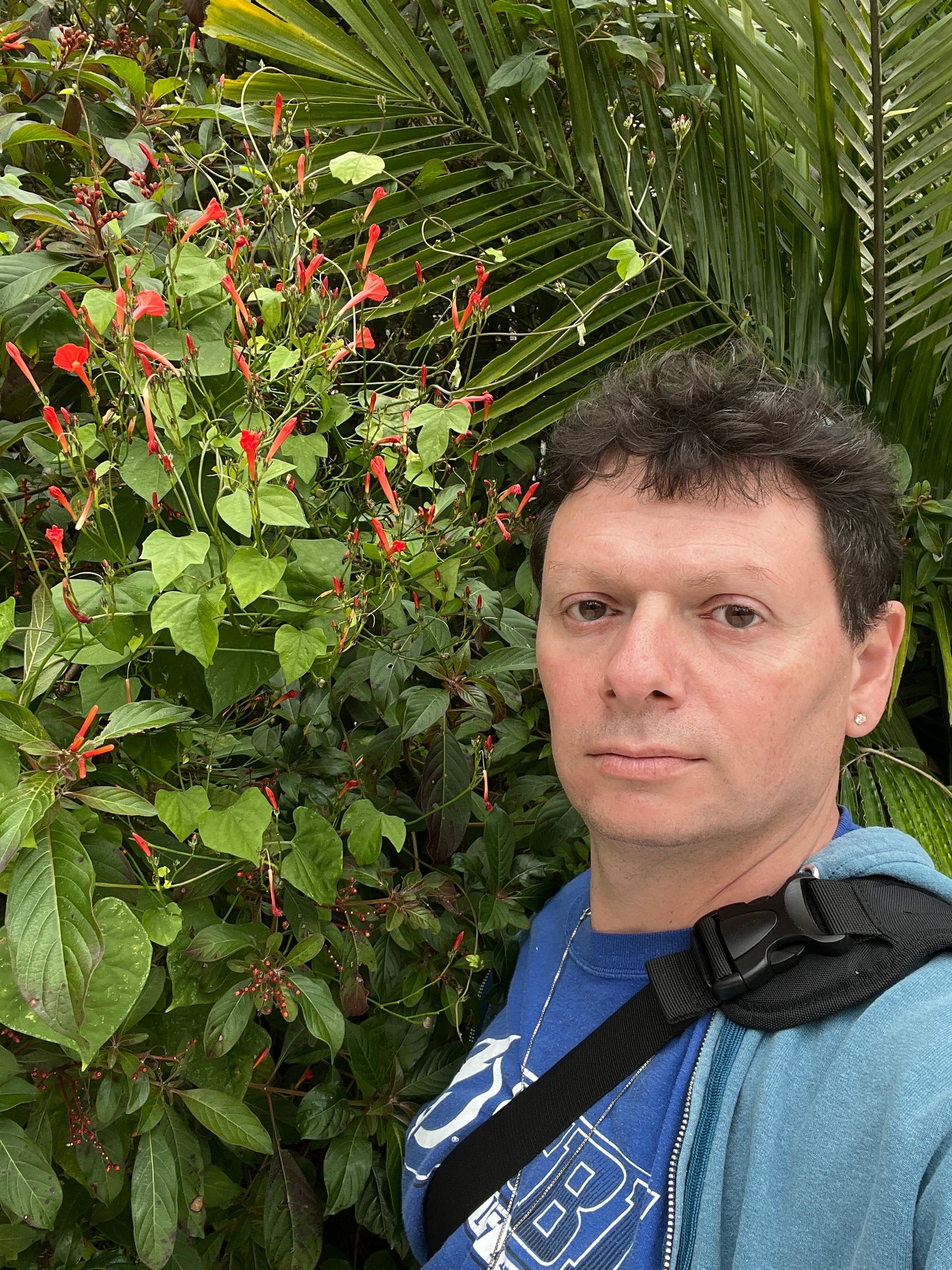 Scarlet Morning Glory  20 Seeds  Ipomoea coccinea