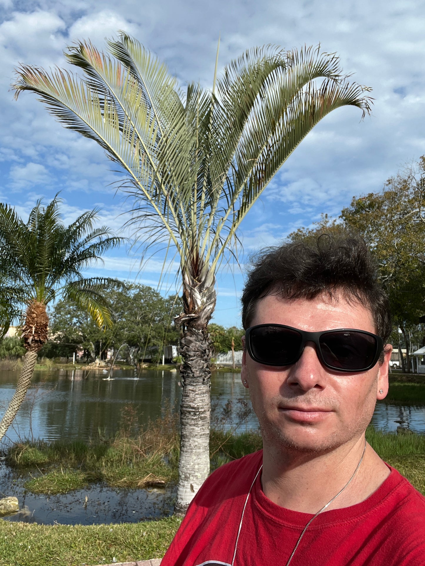 Triangle Palm Neodypsis decaryi 10 Seeds