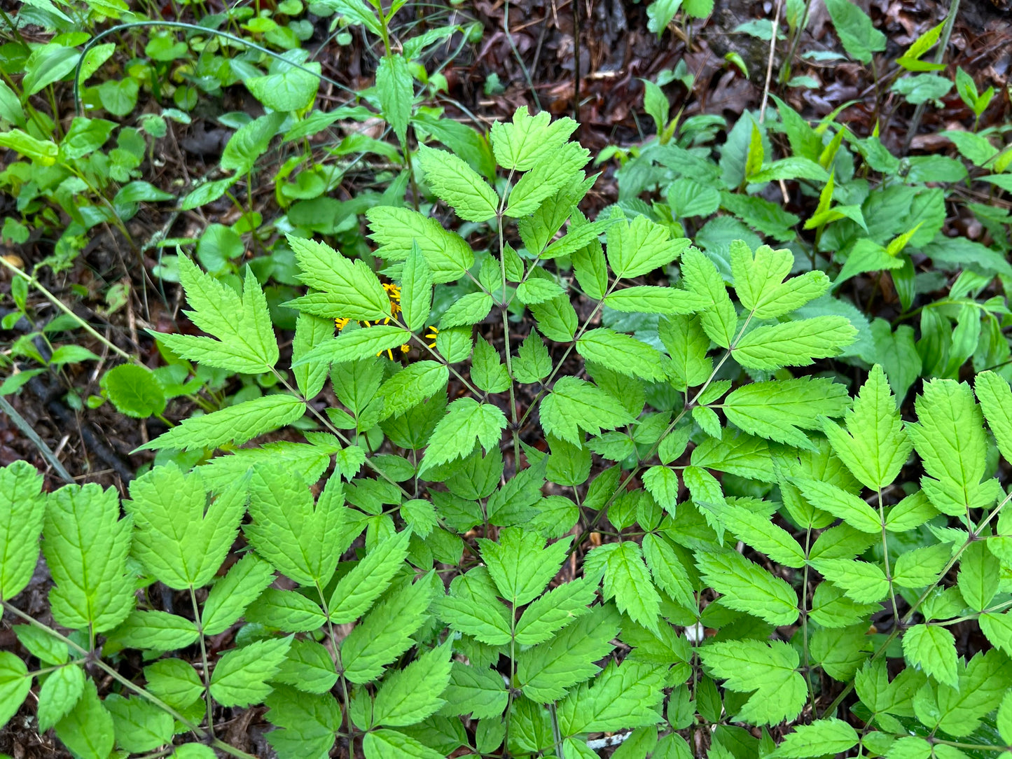 Black Cohosh   100 Seeds   Actaea racemosa