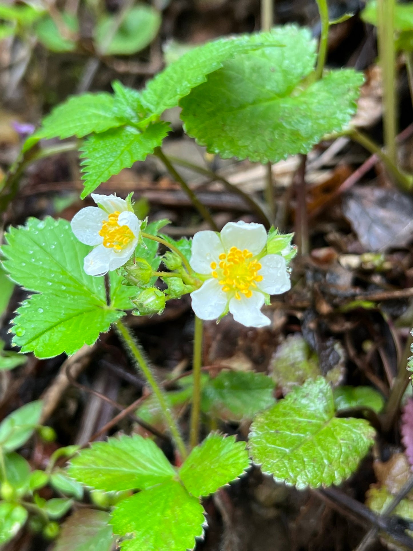 Strawberry  100 Seeds  Fragaria virginiana