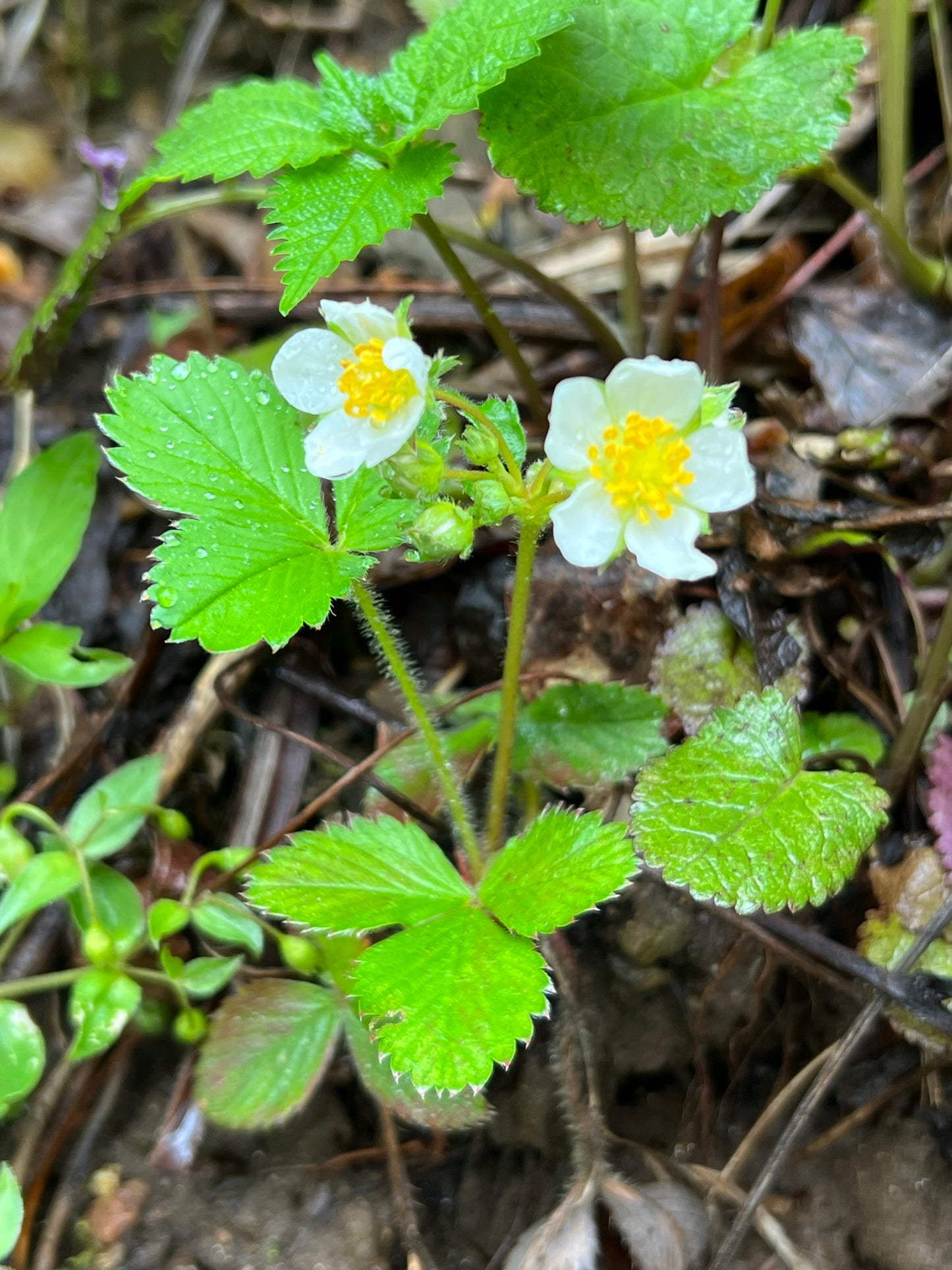 Strawberry  100 Seeds  Fragaria virginiana