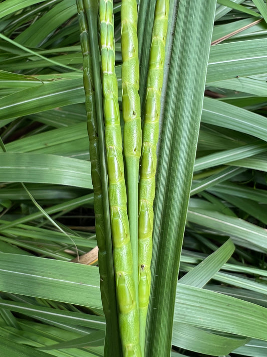 Eastern Gamagrass   10 Seeds   Tripsacum dactyloides