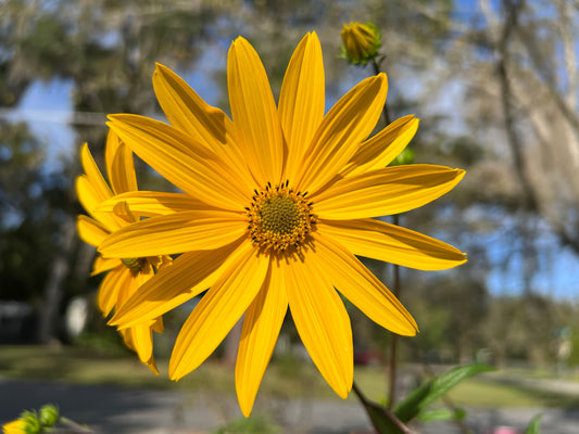 Swamp Sunflower Helianthus angustifolius 100 Seeds  USA Company