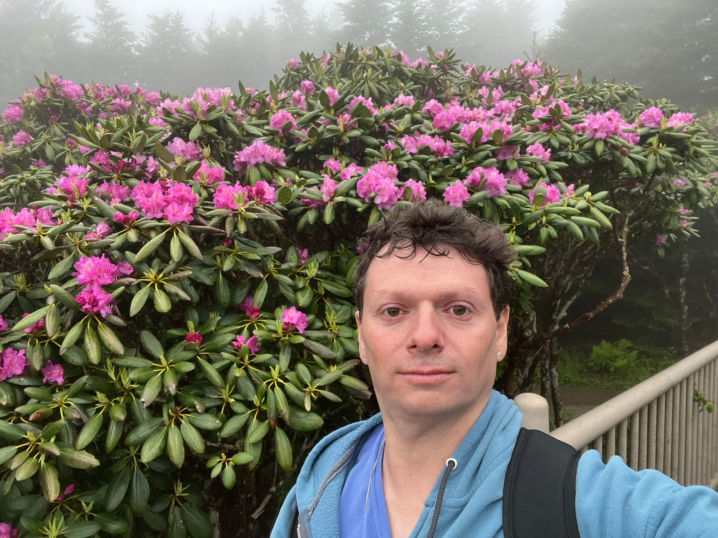 Catawba Rhododendron  50 Seeds  Rhododendron catawbiense