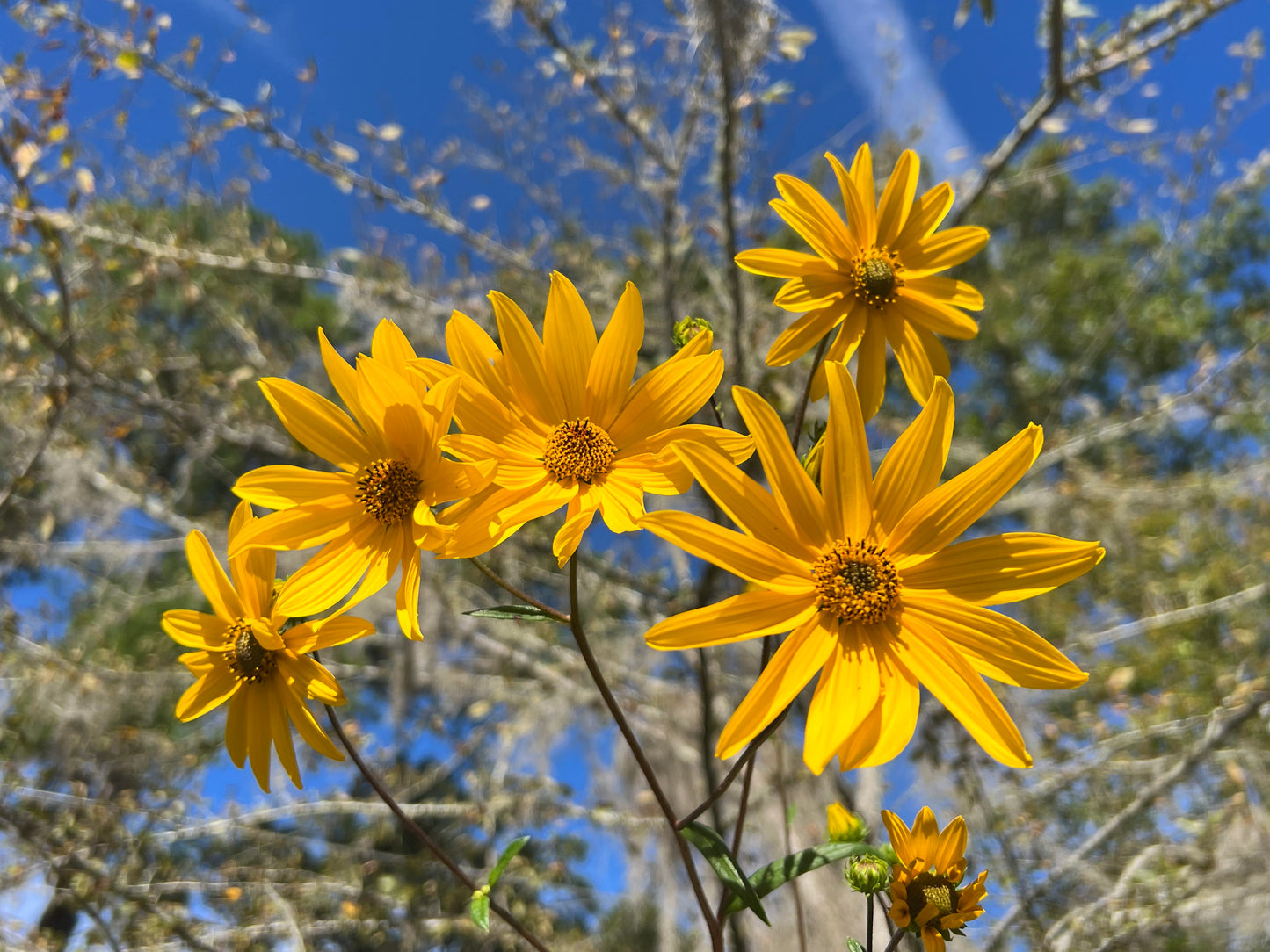 Swamp Sunflower Helianthus angustifolius 100 Seeds  USA Company