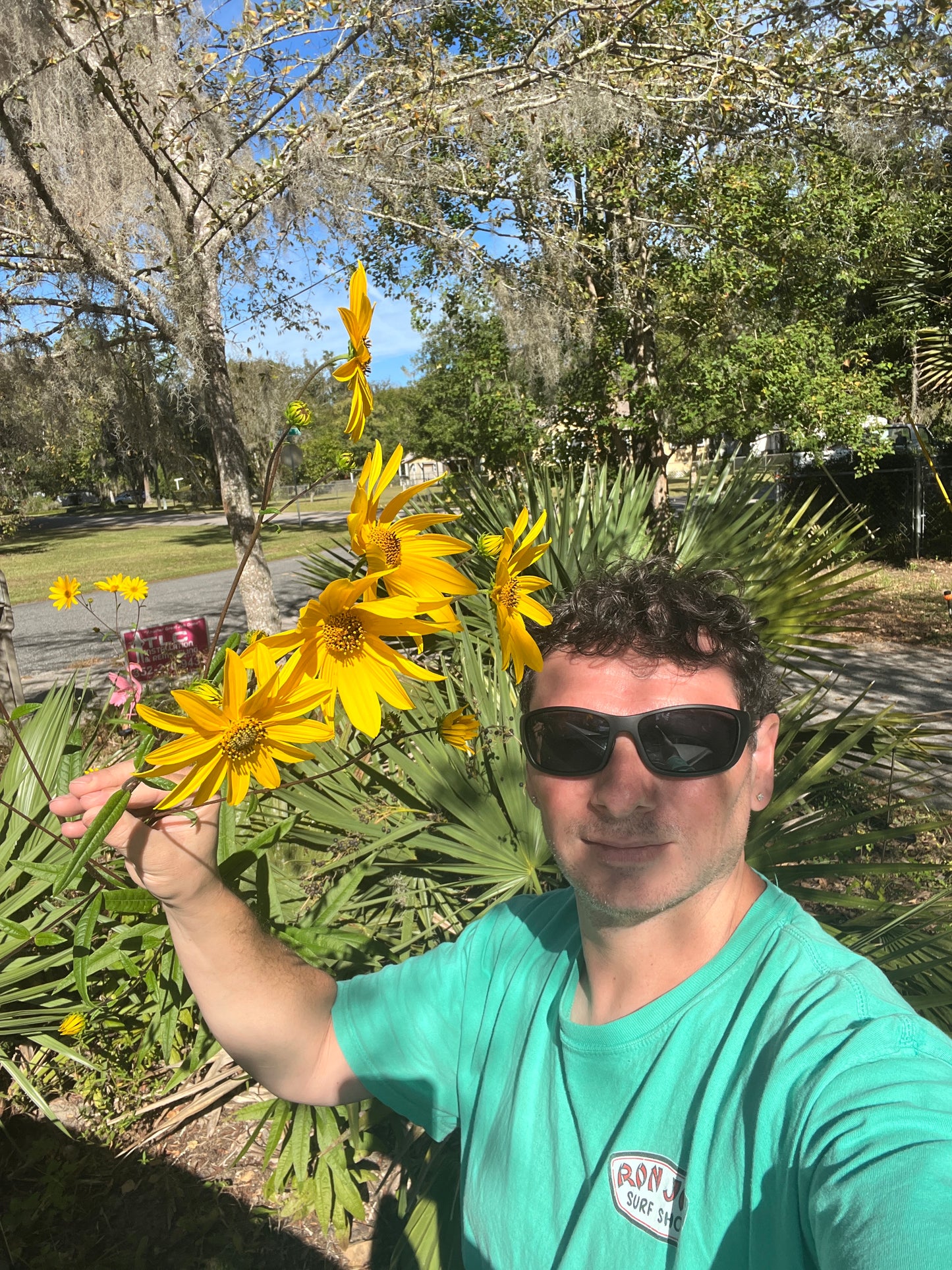 Swamp Sunflower Helianthus angustifolius 20 Seeds