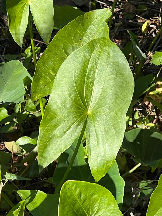 Broadleaf Arrowhead  100 Seeds  Sagittaria latifolia