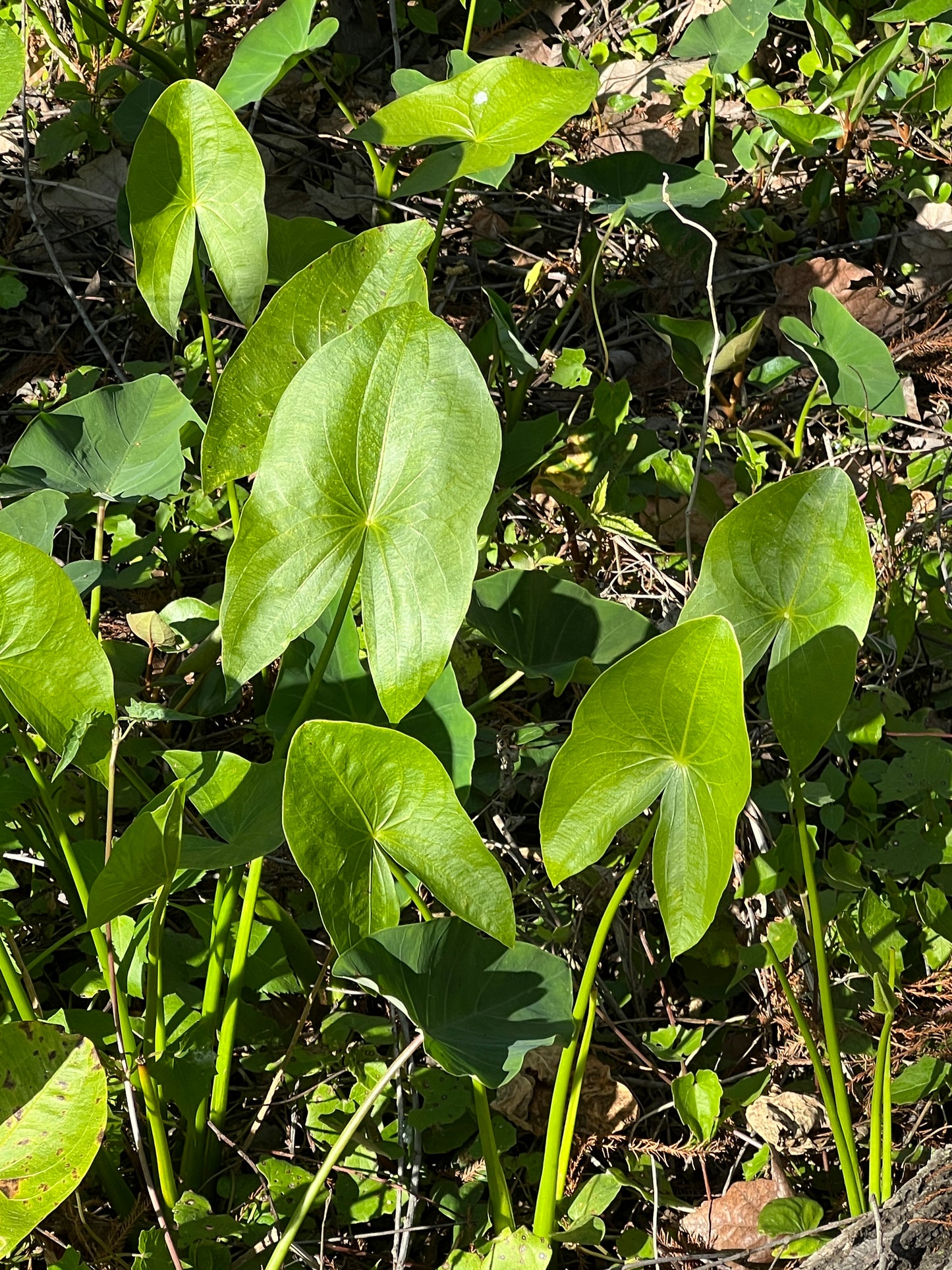 Broadleaf Arrowhead  100 Seeds  Sagittaria latifolia