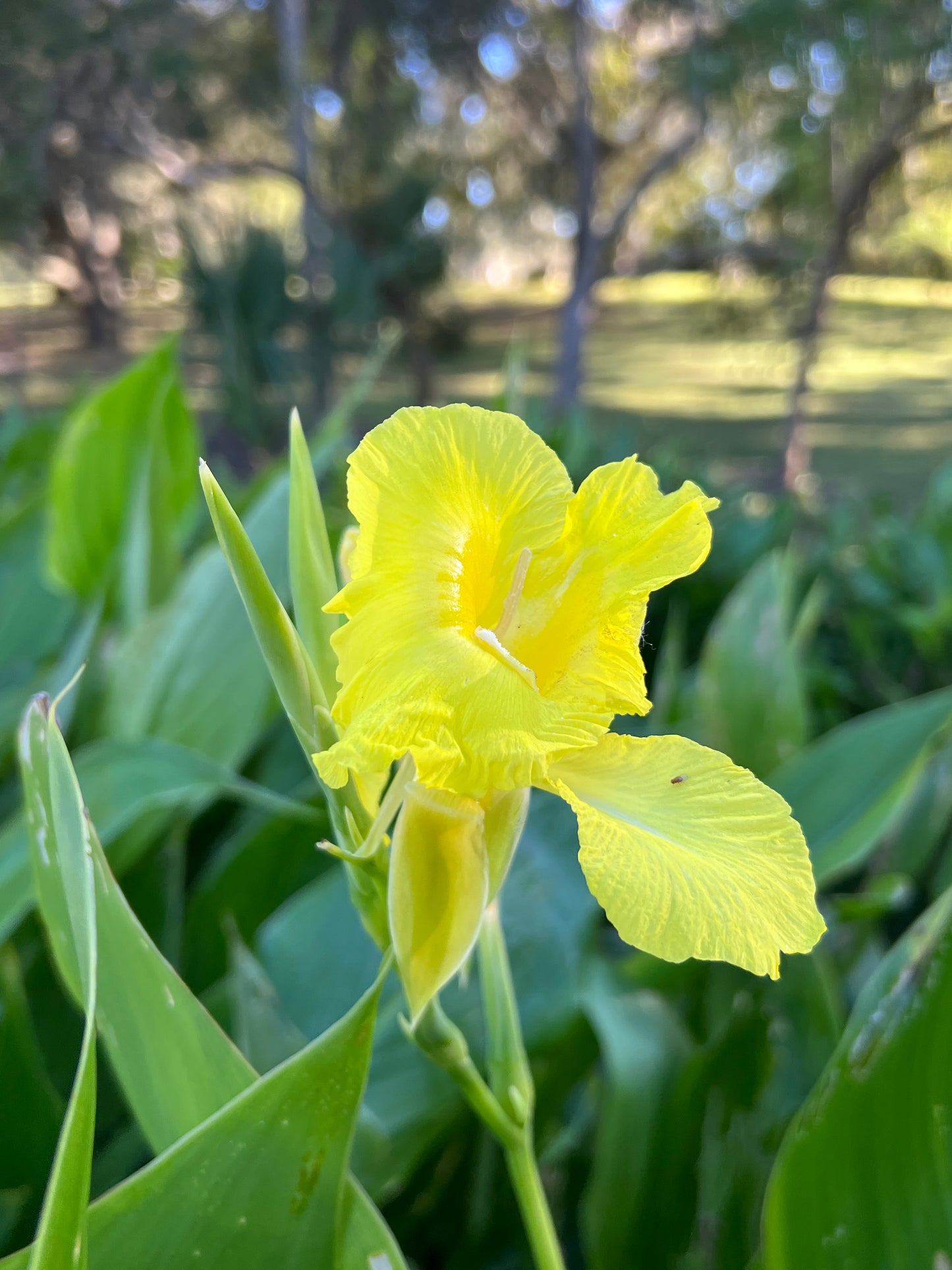Golden Canna Canna flaccida 10 Seeds