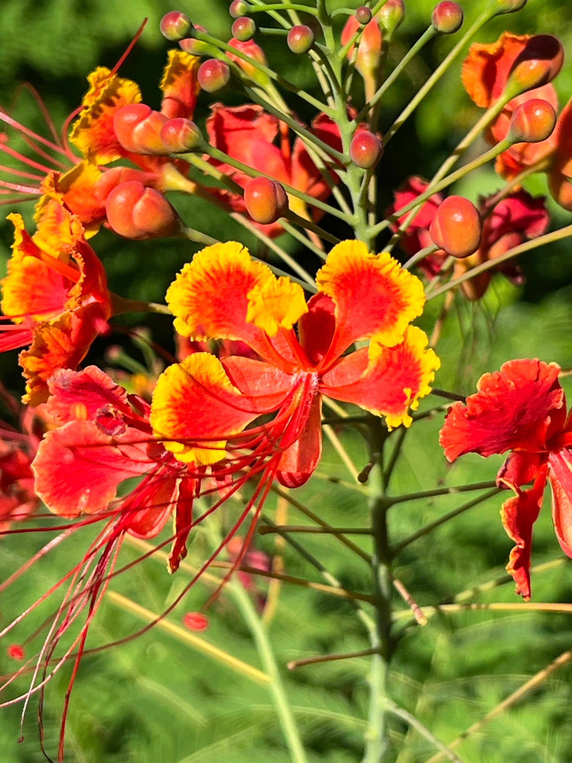 pride of barbados flower seeds Pride of Barbados 10 Seeds Caesalpinia pulcherrima – R&B Floridaseeds