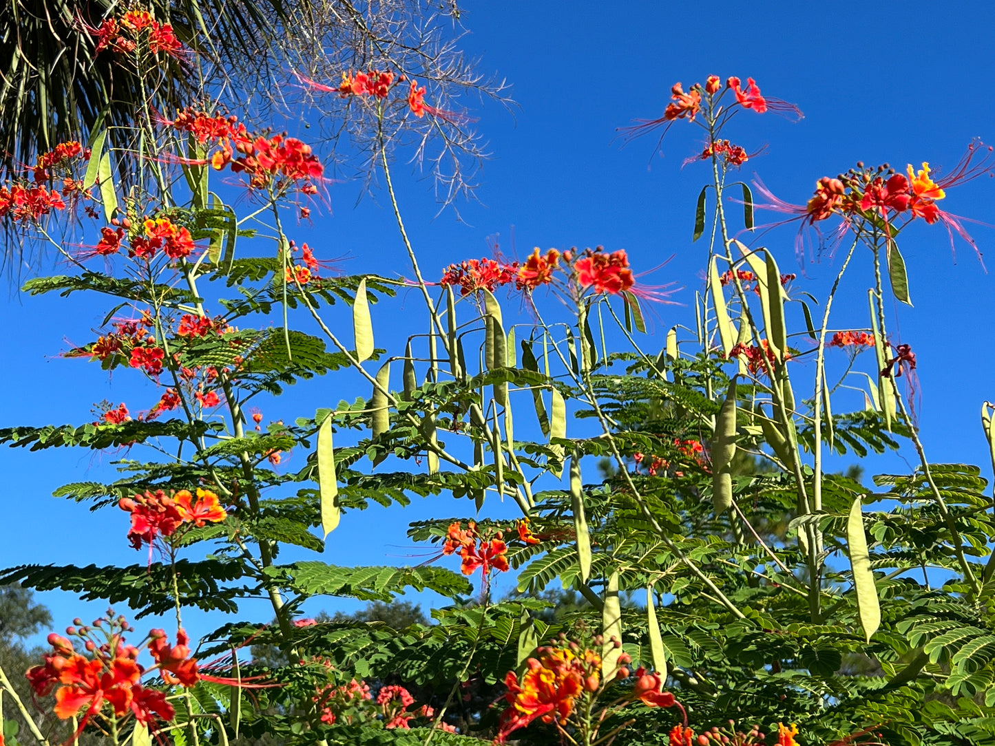 Pride of Barbados Caesalpinia pulcherrima 20 Seeds  USA Company