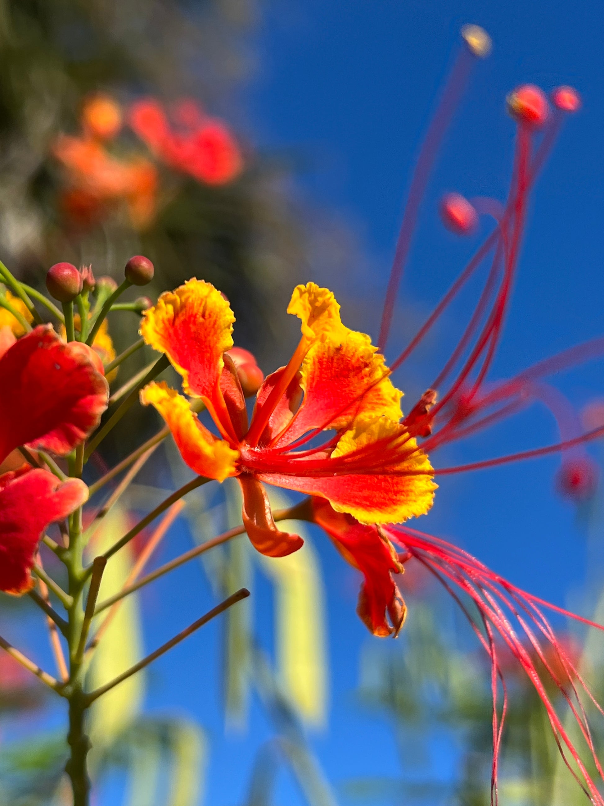 pride of barbados flower seeds Pride of Barbados 10 Seeds Caesalpinia pulcherrima – R&B Floridaseeds