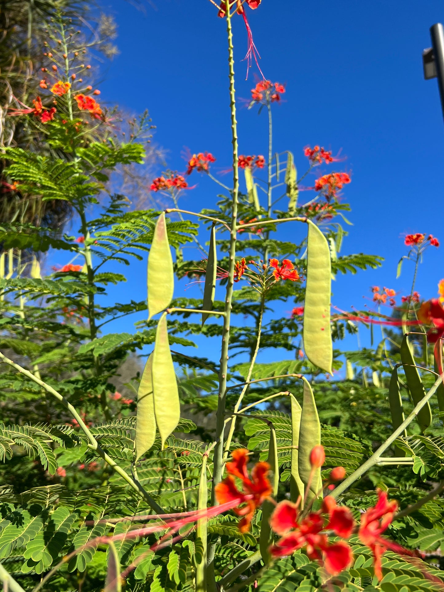pride of barbados plant seeds Pride of Barbados 10 Seeds Caesalpinia pulcherrima – R&B Floridaseeds