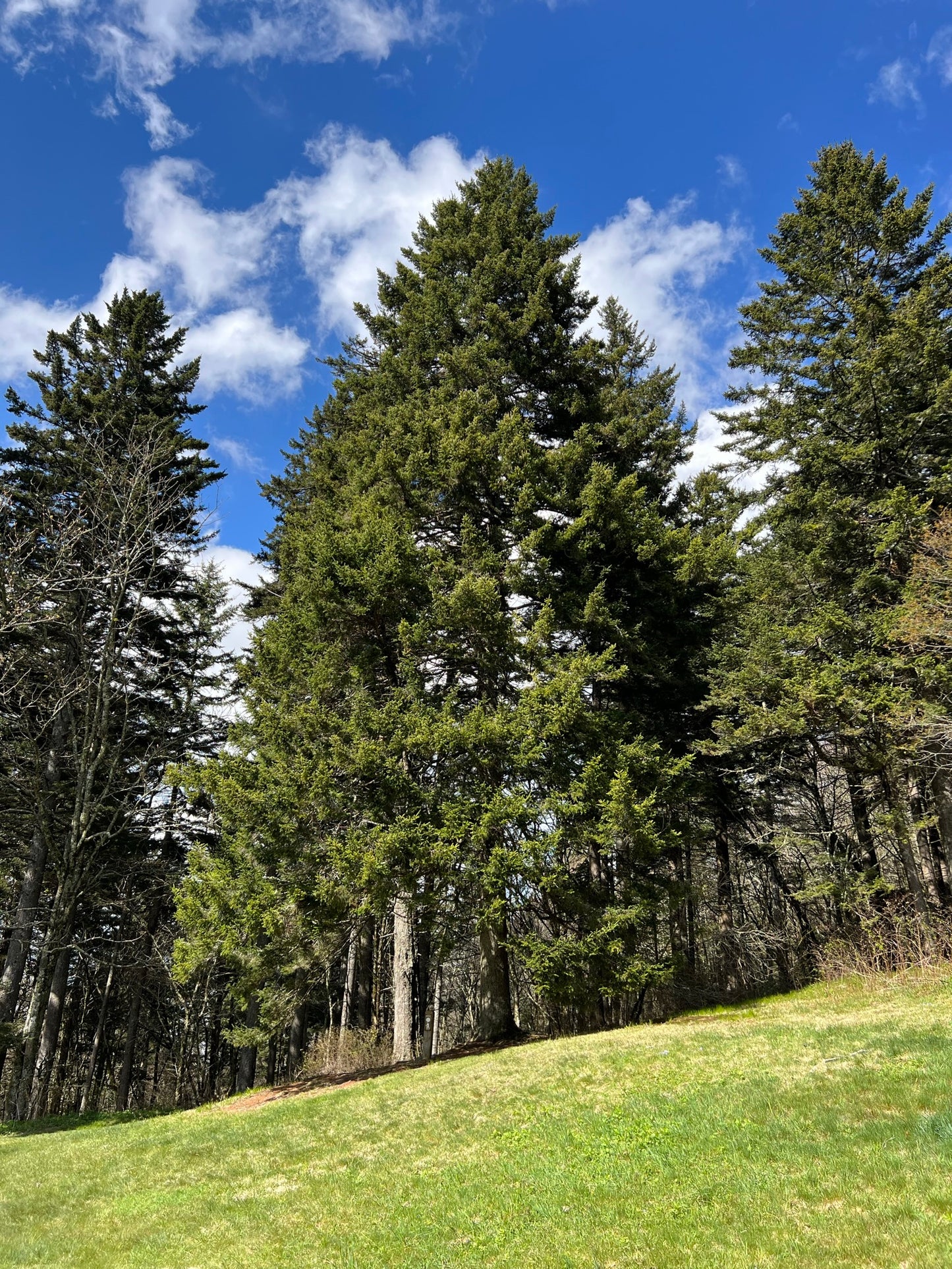 Red Spruce   10 Seeds   Picea rubens