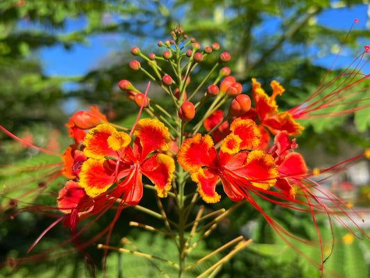 Pride of Barbados  10 Seeds Caesalpinia pulcherrima