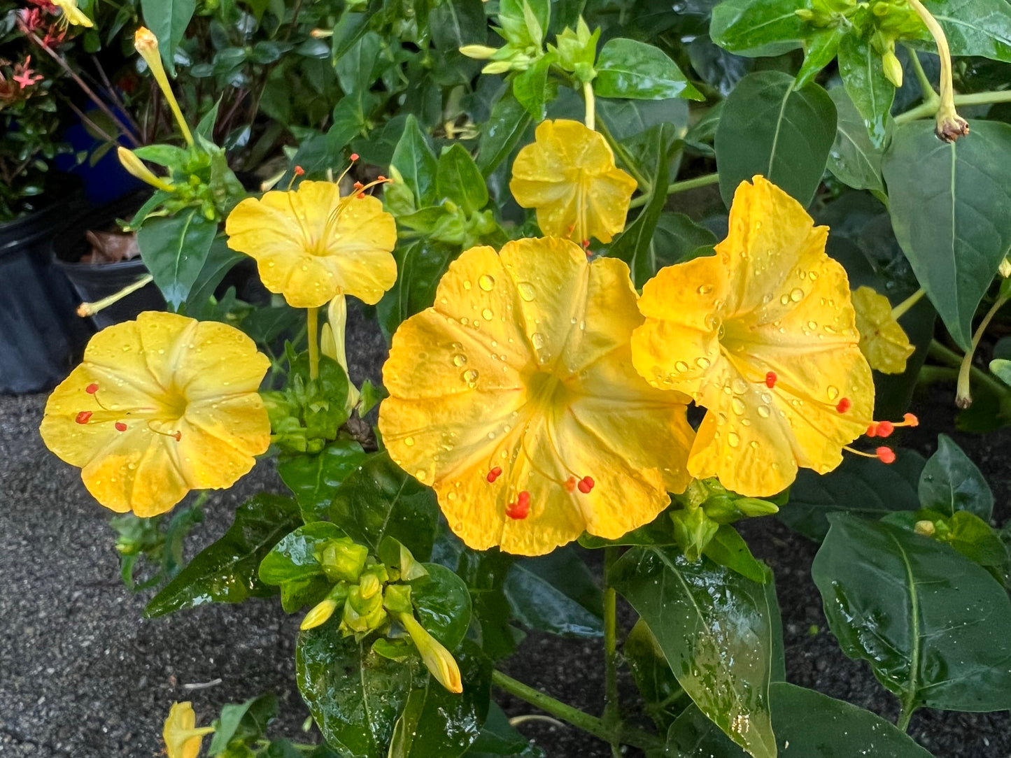 Yellow Four O'clock Mirabilis jalapa 50 Seeds  USA Company