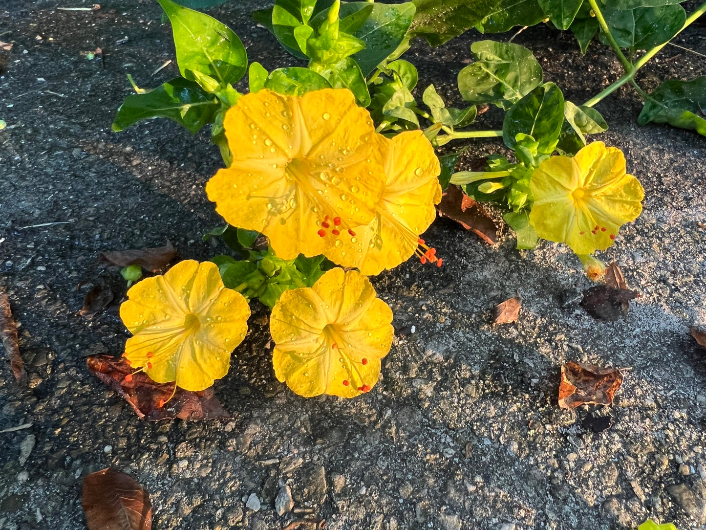 Yellow Four O'clock Mirabilis jalapa 50 Seeds  USA Company