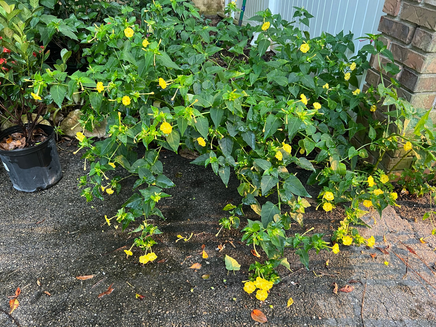 Yellow Four O'clock Mirabilis jalapa 50 Seeds  USA Company