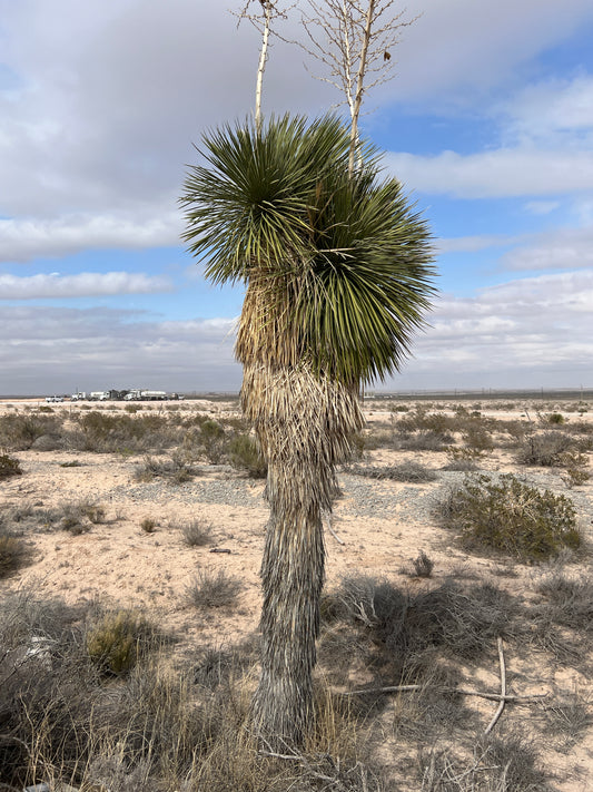 Soap Tree Yucca Yucca elata 10 Seeds