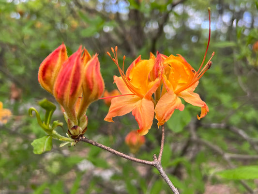 Flame Azalea   20 Seeds   Rhododendron calendulaceum