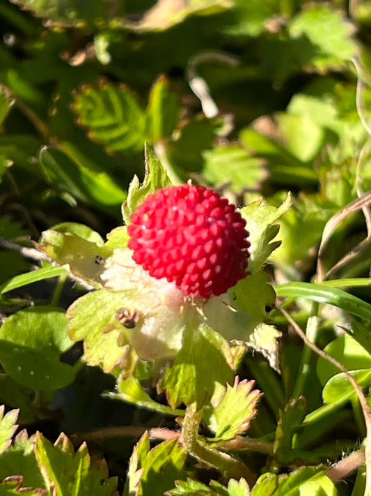 Indian Strawberry  100 Seeds  Potentilla indica