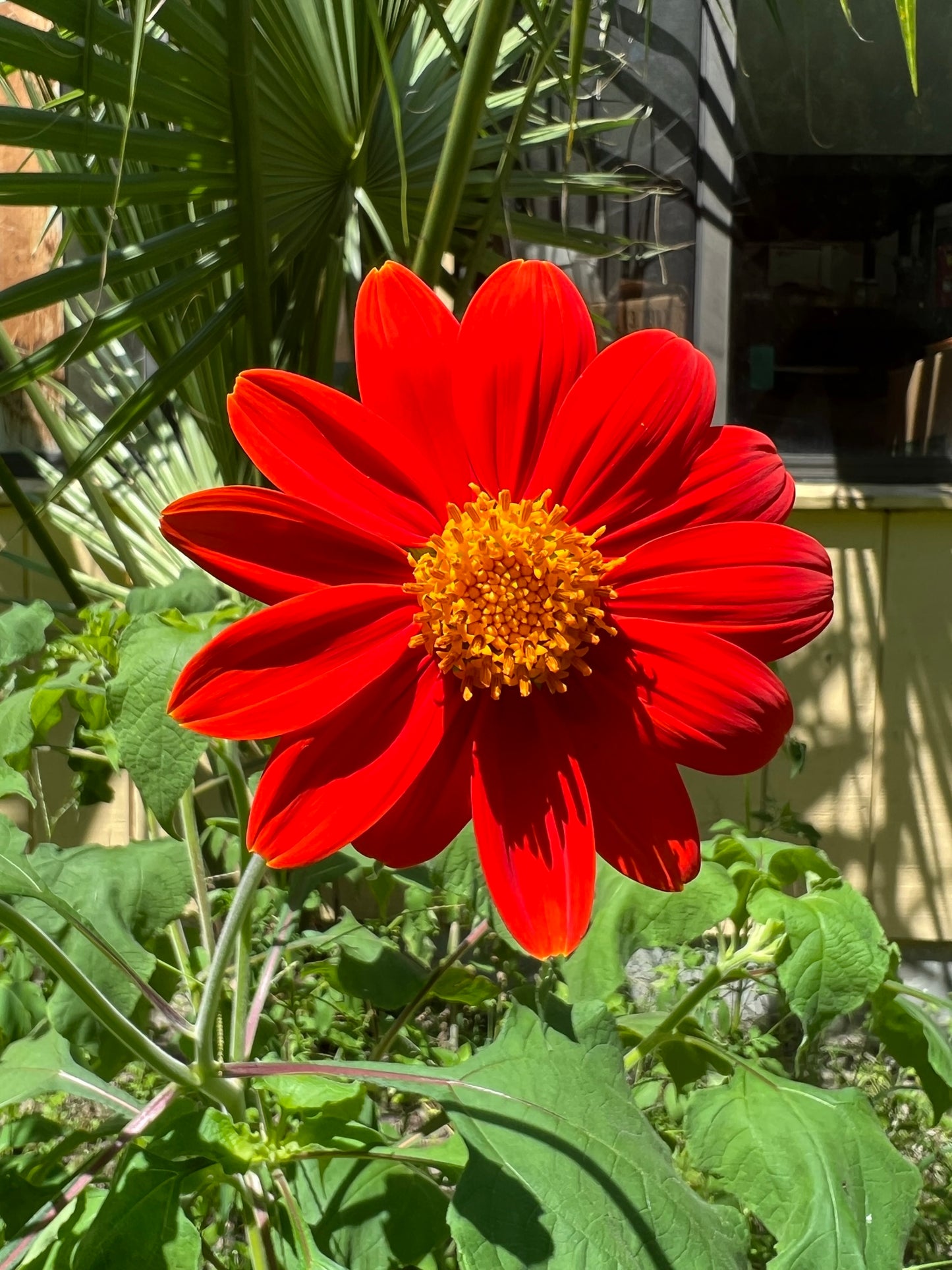 Mexican Sunflower Tithonia speciosa 100 Seeds   USA Company