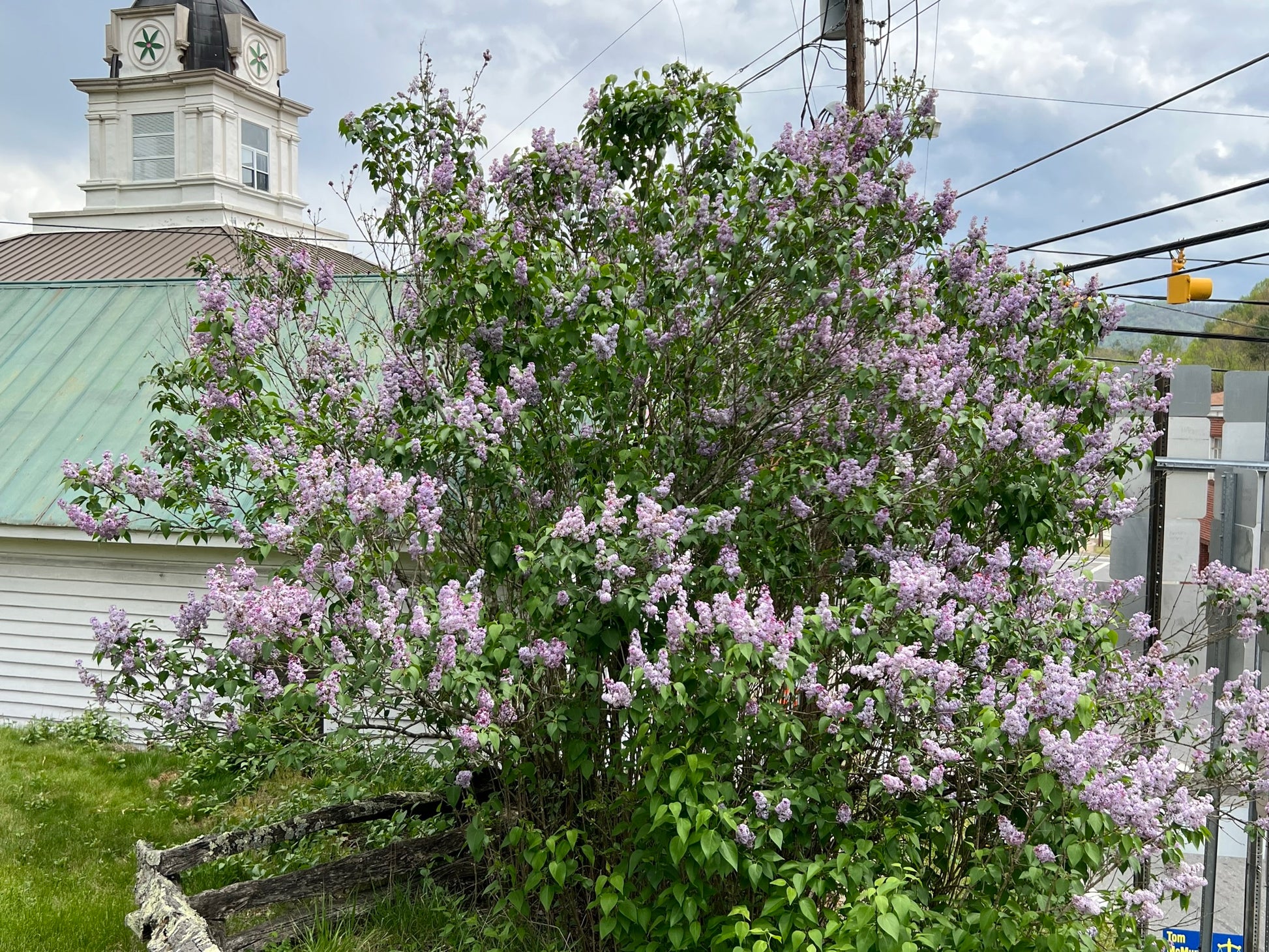 lavender lady lilac tree Lilac 100 Seeds Syrina vulgaris – R&B Floridaseeds