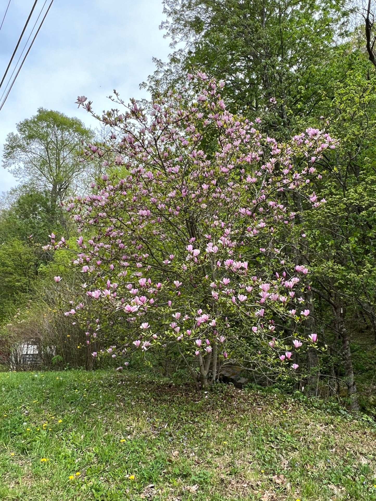 Saucer Magnolia Magnolia x soulangiana 20 Seeds  USA Company