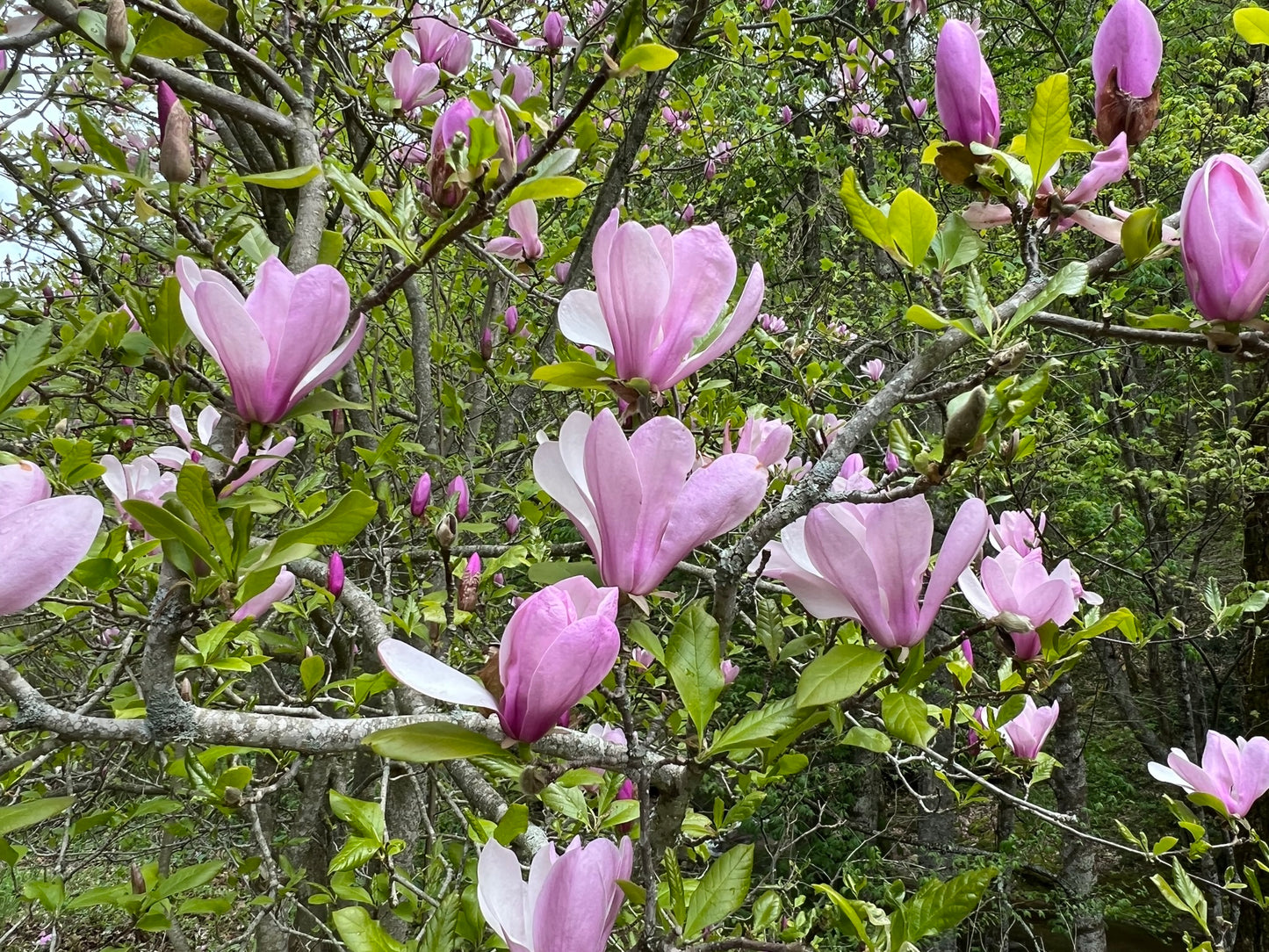 Saucer Magnolia Magnolia x soulangiana 20 Seeds  USA Company