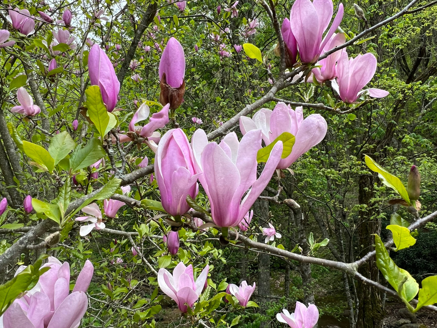 Saucer Magnolia Magnolia x soulangiana 20 Seeds  USA Company