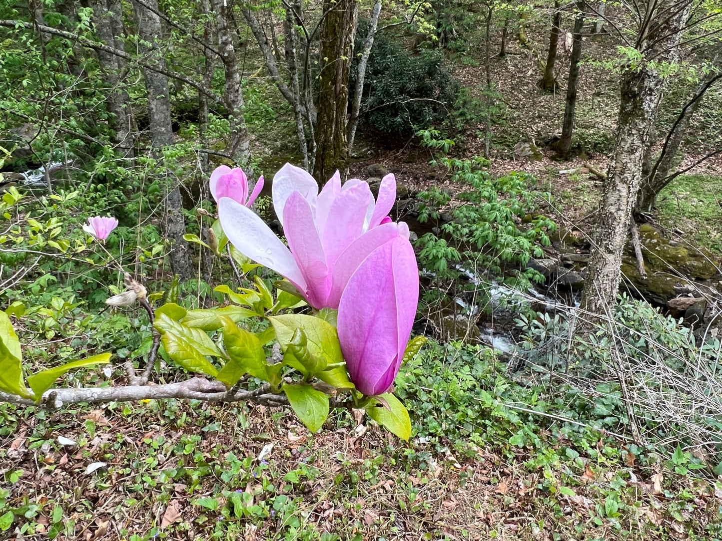 Saucer Magnolia Magnolia x soulangiana 20 Seeds  USA Company