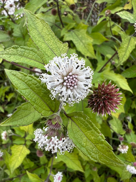 Snow Squarestem   10 Seeds   Melanthera nivea