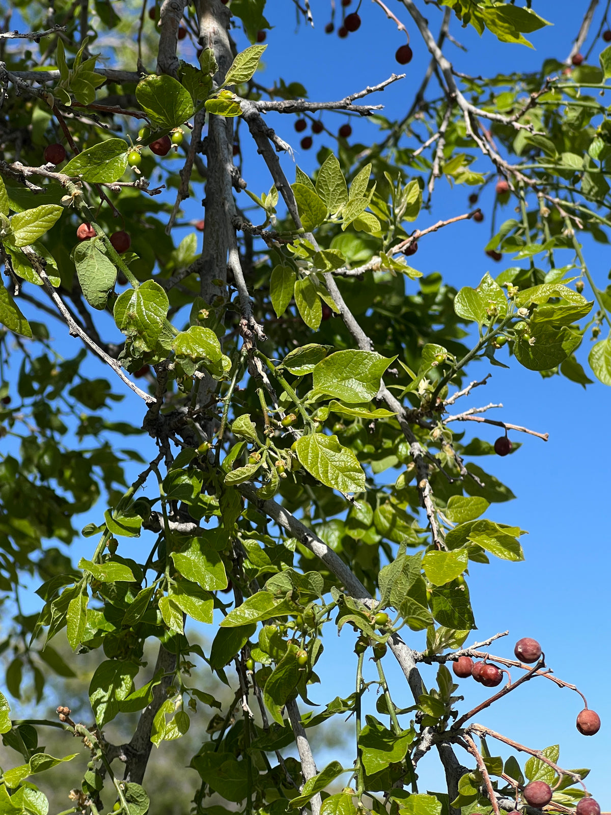 Netleaf Tree Netleaf Hackberry Celtis reticulata 20 Seeds – R&B Floridaseeds