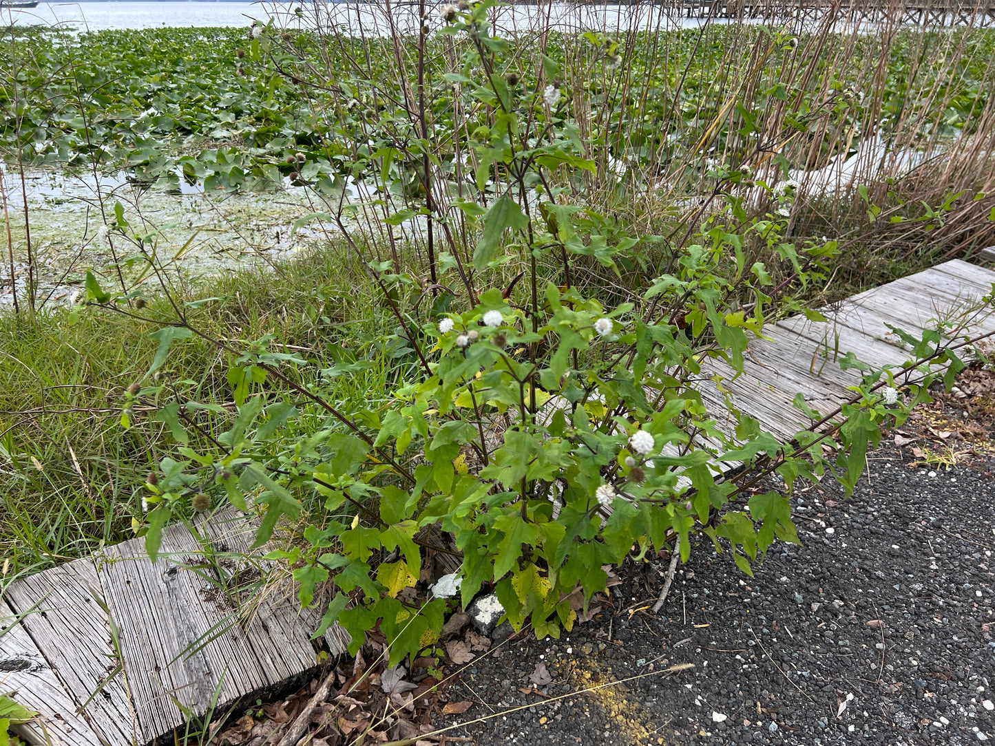 Snow Squarestem Native Wildflower Melanthera nivea 10 Seeds