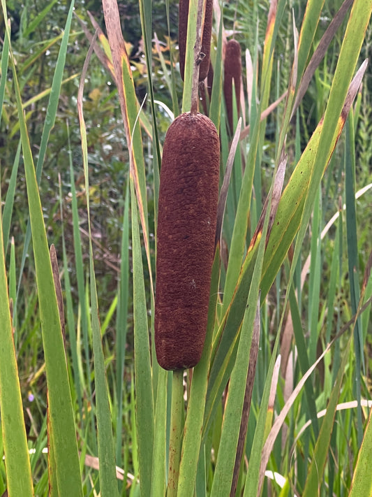 Cattail 500 Seeds Typha latifolia