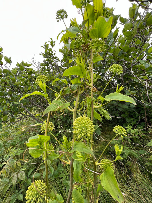 Blue Ridge Carrion Flower  350 Seeds  Smilax lasioneura