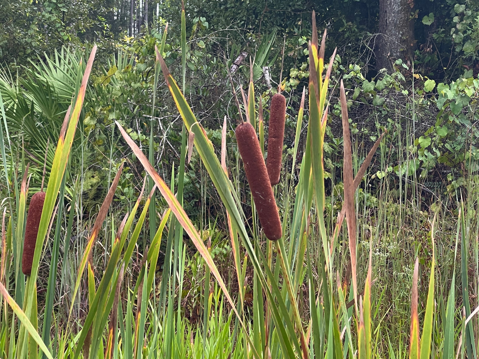 planting cattail seeds Cattail 500 Seeds Typha latifolia – R&B Floridaseeds