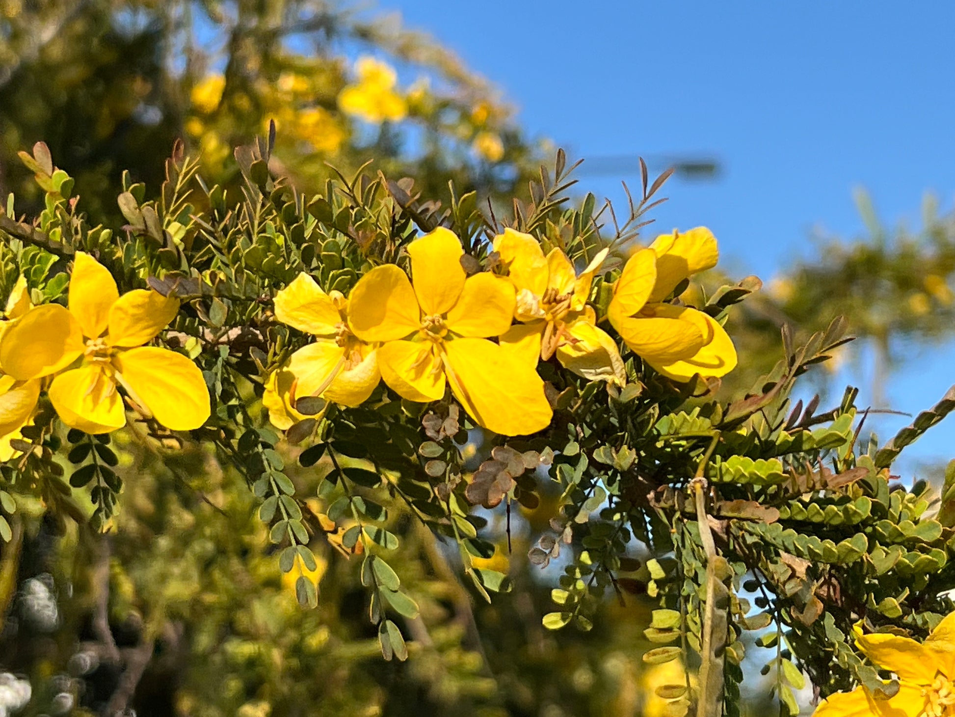 cassia seed plant Desert Cassia Cassia polyphylla 50 Seeds – R&B Floridaseeds