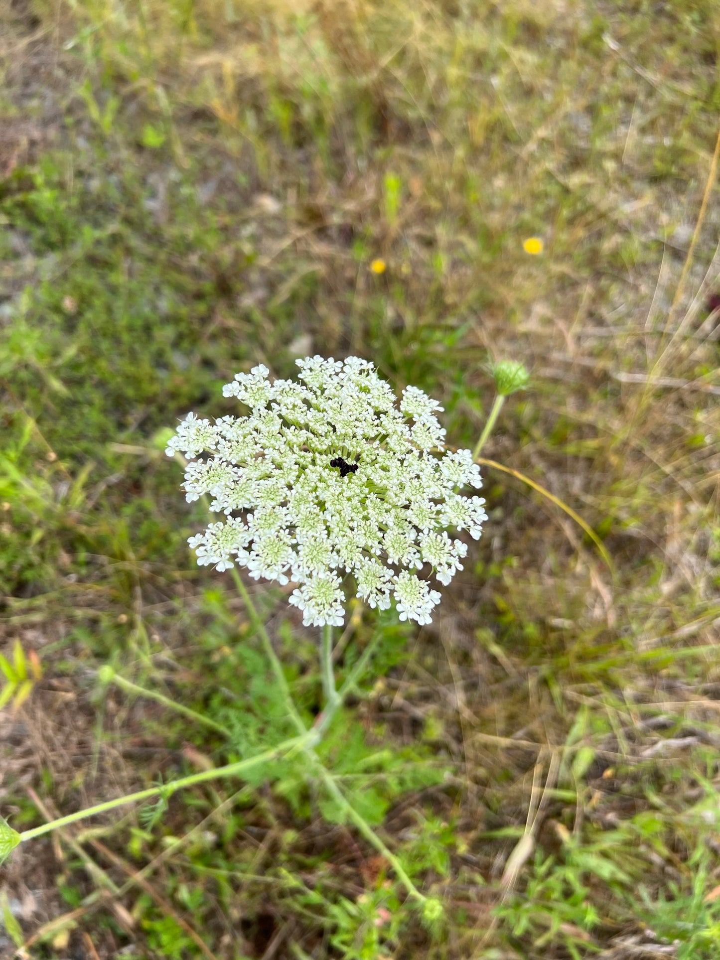 Queen Anne’s Lace  100 Seeds  Daucus carota