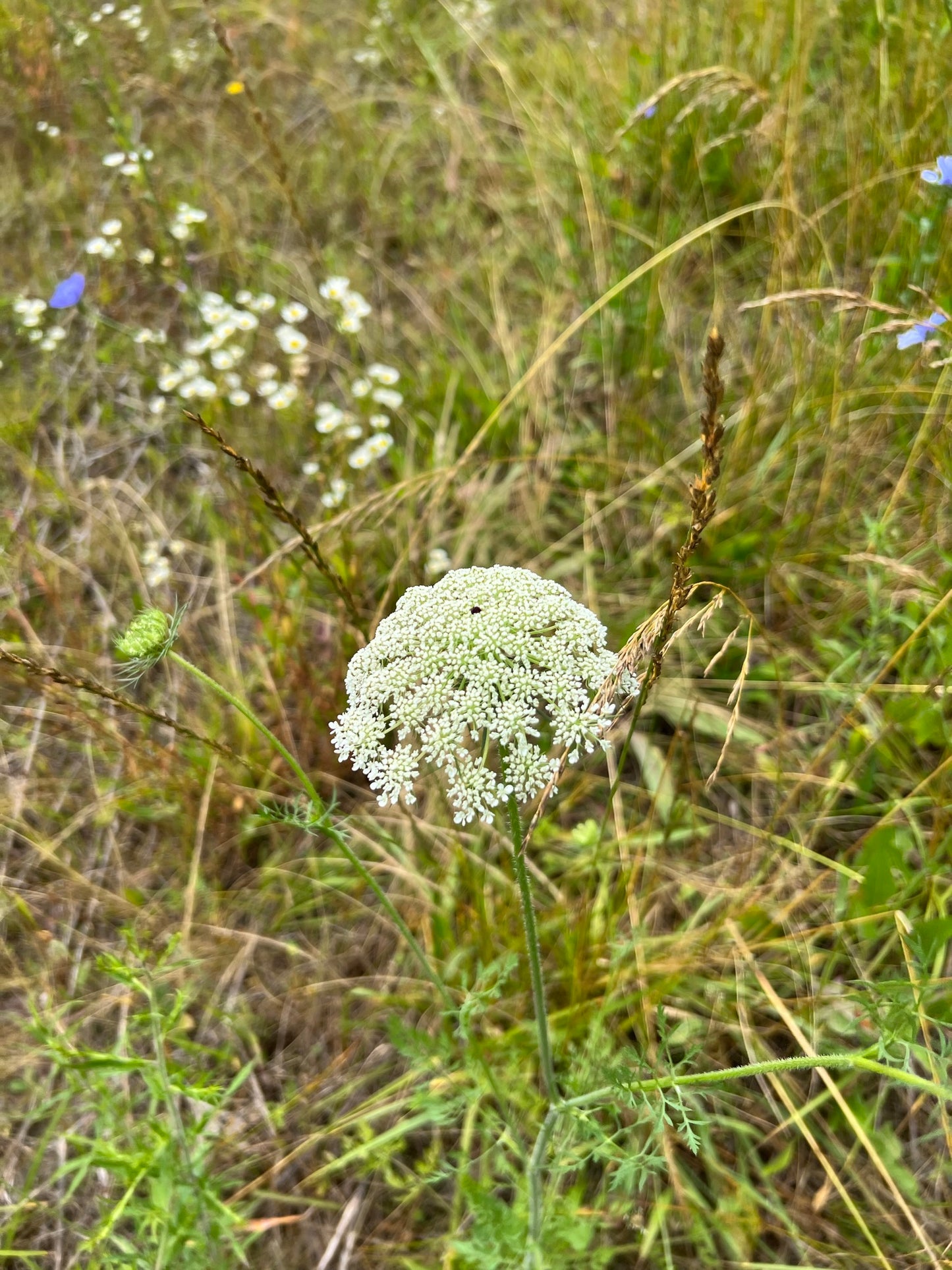 Queen Anne’s Lace  100 Seeds  Daucus carota