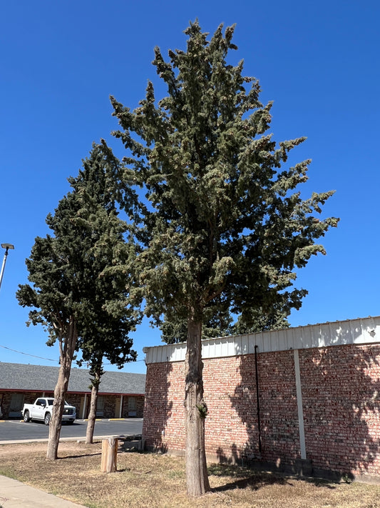 Arizona Cypress 100 Seeds Cupressus arizonica