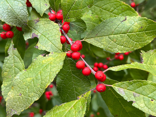 Winterberry  100 Seeds  Ilex verticillata