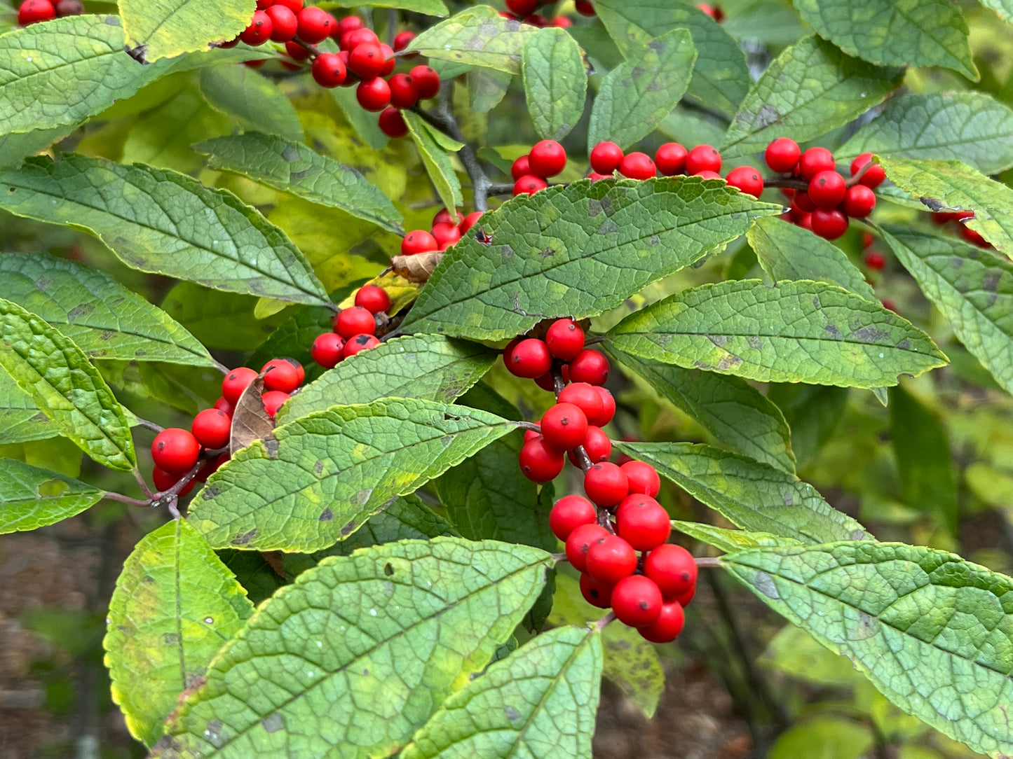Winterberry  100 Seeds  Ilex verticillata