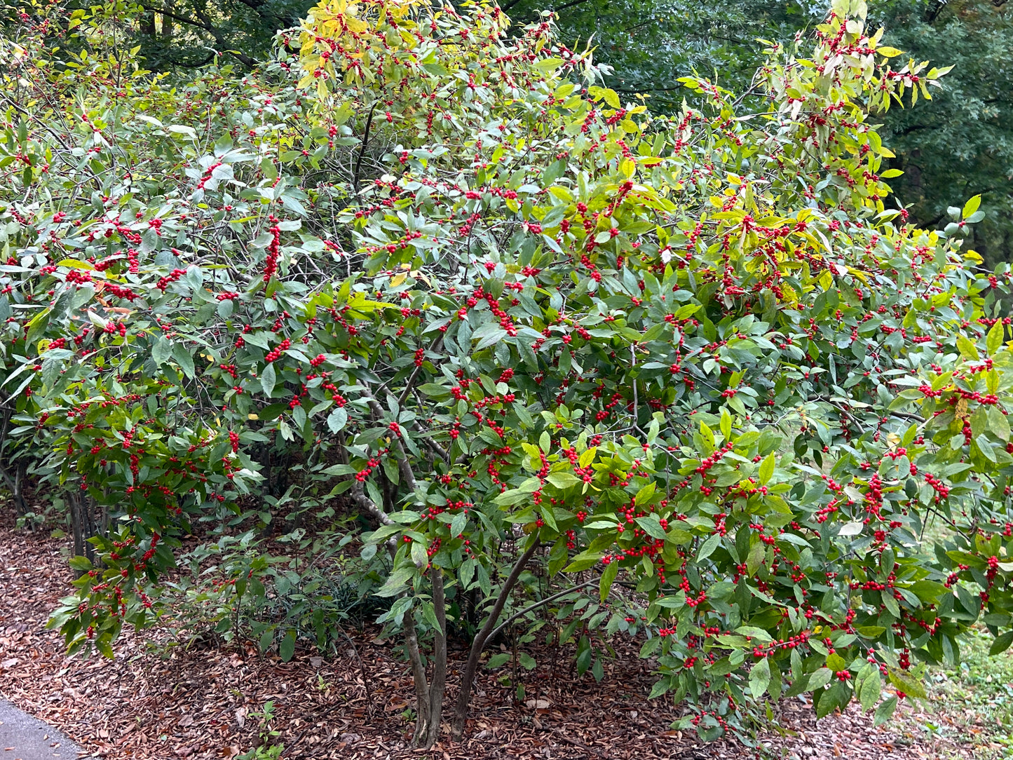 Winterberry  100 Seeds  Ilex verticillata