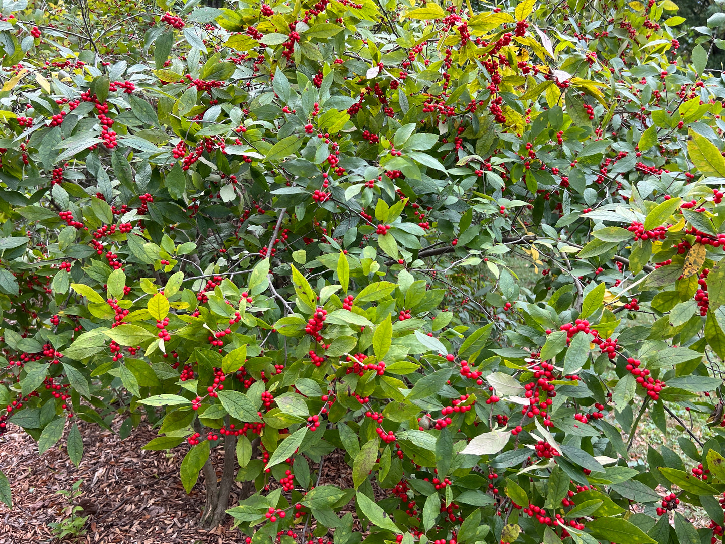 Winterberry  100 Seeds  Ilex verticillata
