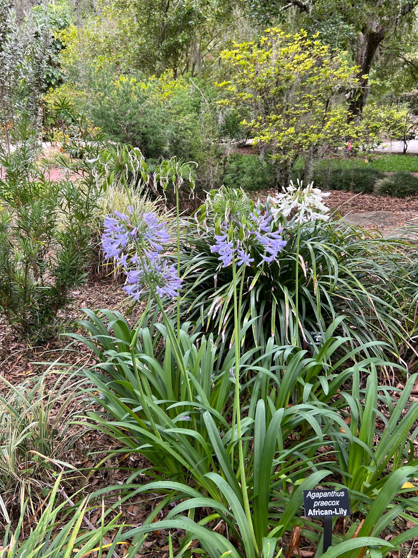 Lily of the Nile Agapanthus praecox 100 Seeds