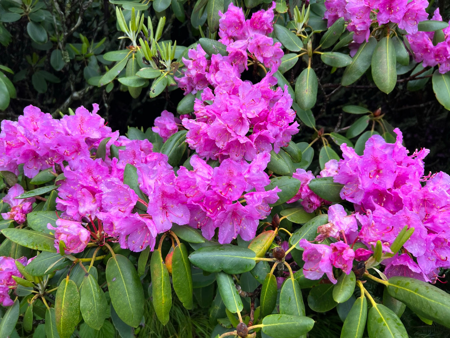 Catawba Rhododendron  50 Seeds  Rhododendron catawbiense